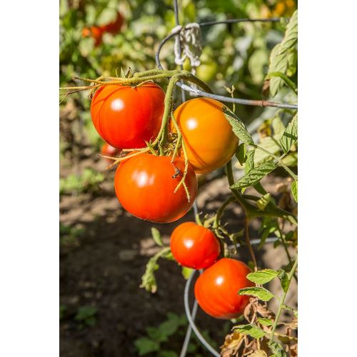 Horton, Janet 아티스트의 Bellevue-Washington State-USA Ripe Willamette tomatoes on the vine작품입니다.